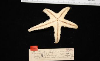 Media type: image; Invertebrate Zoology AST-21 Description: Specimen Image;